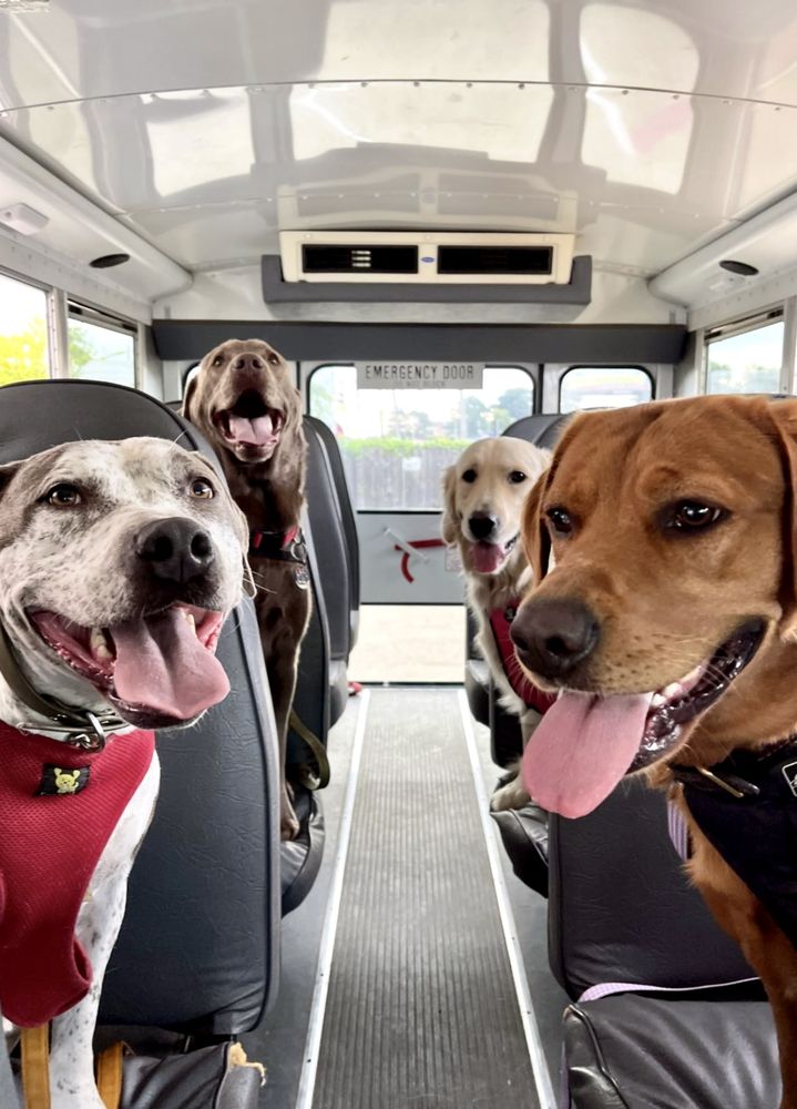 The Doghouse School - pet boarding facility in Memphis, TN