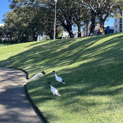White ibis