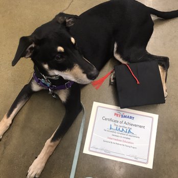 PetSmart - Pet Training Near Me - North Canton, Ohio