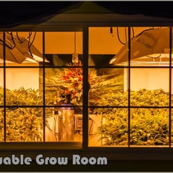 Healing Canna - Patient view grow room!