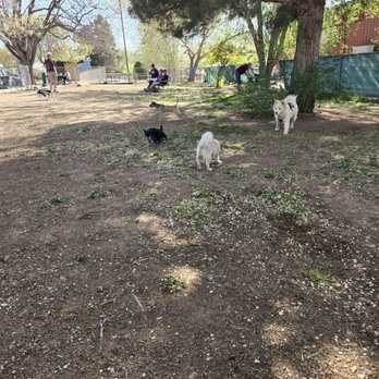 Lewis Kingman Park - Again, needs more grass planted. Hopefully this spring they do plant sone more. - Dog Parks Near Me - Kingman, Arizona Lewis Kingman Park - Again, needs more grass planted. Hopefully this spring they do plant sone more. - Dog Parks Near Me - Kingman, Arizona