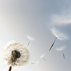 Nancy B Wheeler Hypnosis - Lake Oswego Hypnosis02
