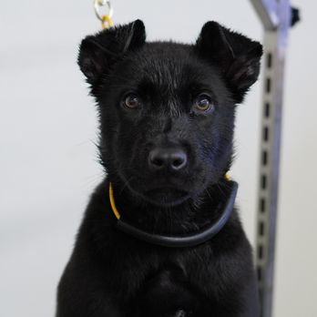 Lvk9 - Pet Training Near Me - Las Vegas, Nevada Lvk9 - Pet Training Near Me - Las Vegas, Nevada