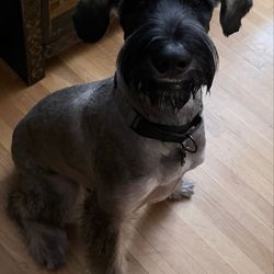 Glow Grooming Mobile - Handsome smiley boy!