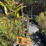 Photo of Tampa Tropical Asian Nursery