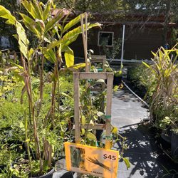 Tampa Tropical Asian Nursery - Very tempted to get vanilla bean.