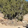 Photo of Zia Tree Removal & Landscape