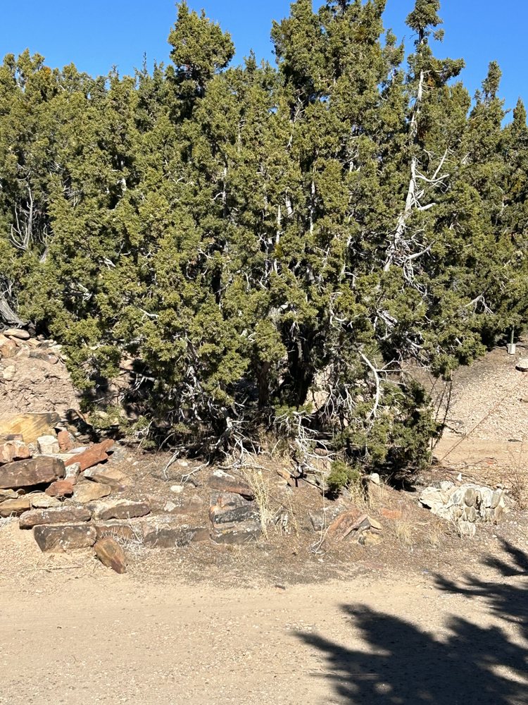 Zia Tree Removal & Landscape - tree service in Santa Fe, NM