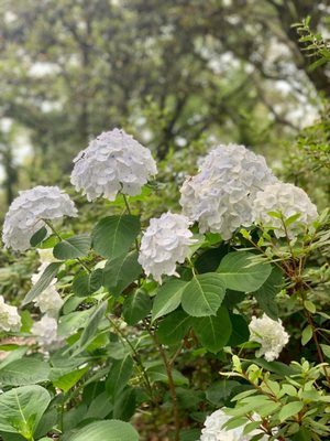 Elizabethan Gardens by null