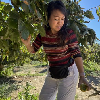 Bar 2 Ranch - Snip snip...picking the persimmons off the trees - Ranches Near Me - Pauma Valley, California Bar 2 Ranch - Snip snip...picking the persimmons off the trees - Ranches Near Me - Pauma Valley, California