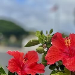 Halia Private Tours - Hibiscus flower in front of the USS Oklahoma Memorial at Pearl Harbor on Oahu, Hawaii.