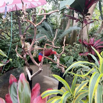Bloedel Conservatory - Botanical Gardens Near Me - Vancouver, British Columbia