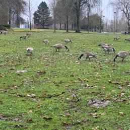 Geese! Geese!