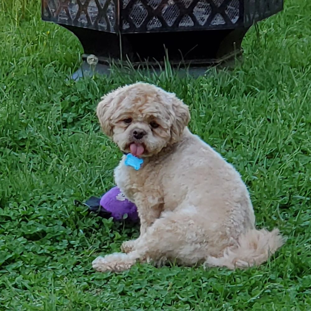 RUB A DUB DOGGIE Updated 2024 23 Photos & 12 Reviews 182