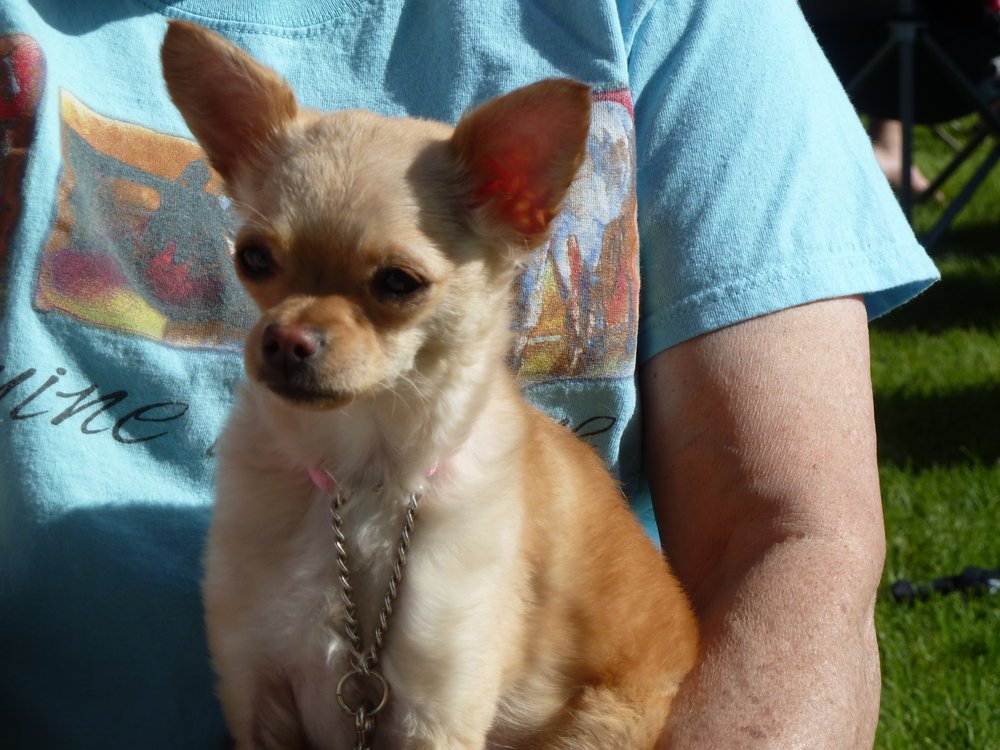 AFFORDABLE VETERINARY CLINIC 45 Reviews 24639 Arch St, Newhall