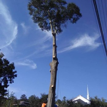 RC Tree Service - Tree Services Near Me
