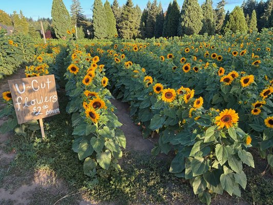 Lee Family Farms by null