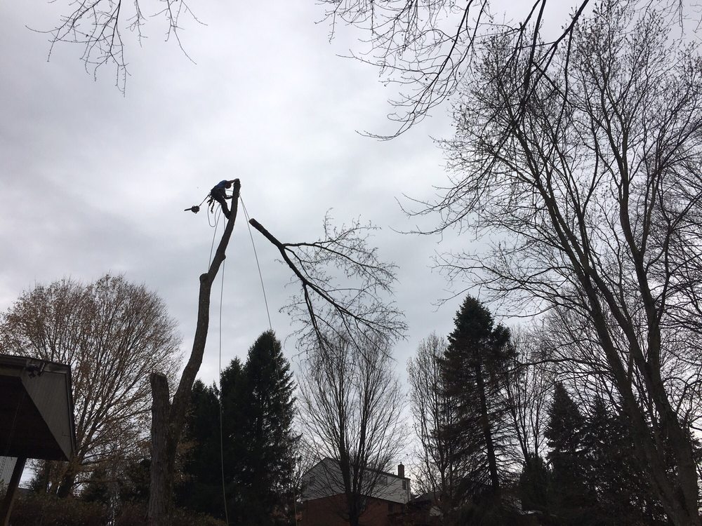 Flaherty Tree Service - tree service in Pittsburgh, PA