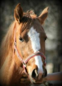 Diamond D Ranch - equestrian in Guthrie, OK