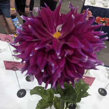 San Diego County Fair - 2024 Every year there's a garden, roses and flowers competition. I call this the Lorax - Festivals Near Me - Del Mar, California San Diego County Fair - 2024 Every year there's a garden, roses and flowers competition. I call this the Lorax - Festivals Near Me - Del Mar, California