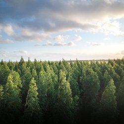 Woodstock Tree Care - Tree skyline