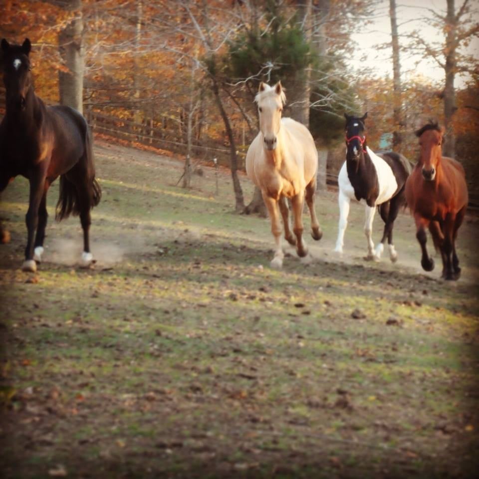 WESTBROOK HORSE FARM Updated September 2024 12412 Van Brady Rd