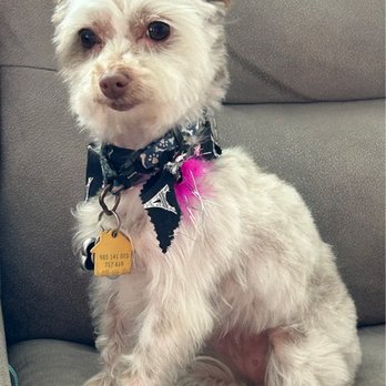 Clawson Paws Pet Grooming - Our Morkie Poo - Pet Groomers Near Me - Clawson, Michigan Clawson Paws Pet Grooming - Our Morkie Poo - Pet Groomers Near Me - Clawson, Michigan