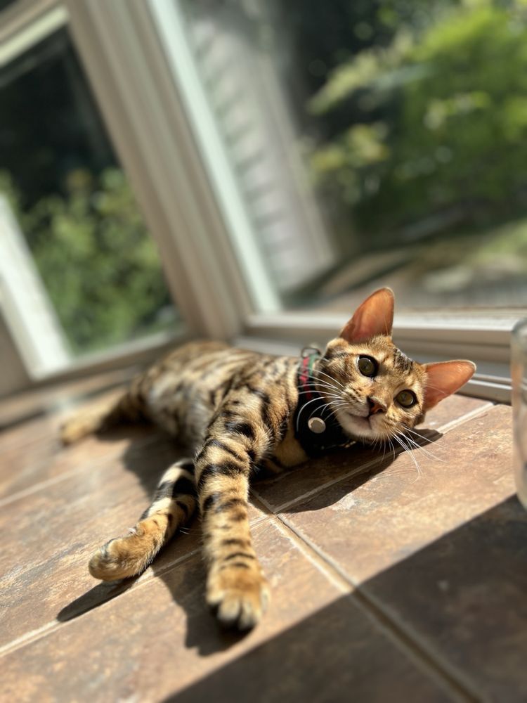 WARWICK ANIMAL SHELTER Updated October 2024 28 Photos & 18 Reviews