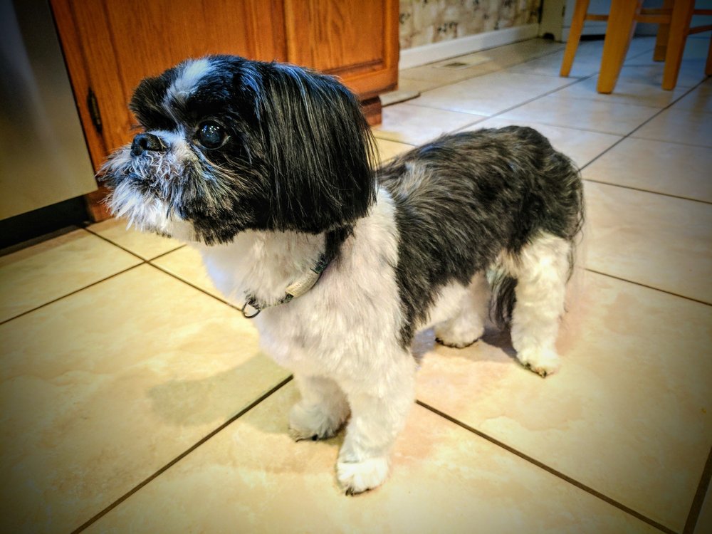 GENTLE TOUCH MOBILE PET GROOMING Pet Groomers 311 St, Grass