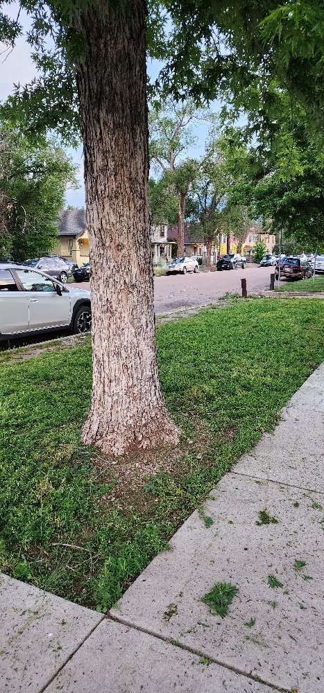 Slide of Apex Repairs