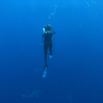 One Ocean Diving - Free Diving Near Me - Haleiwa, Hawaii