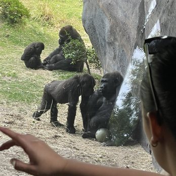 Gorilla Falls Exploration Trail - Gorilla - Amusement Parks Near Me - Lake Buena Vista, Florida