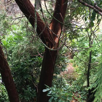 Urban Timber Tree Service - Tree limb - Tree Services Near Me