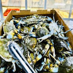 LT New Orleans Seafood Market - FRESH LIVE BLUE CRABS - Male and Female - FRESH ARRIVAL Every Wednesday!