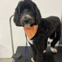 Photo of Muletown Pet Spa