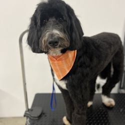 Muletown Pet Spa