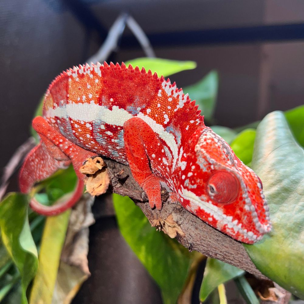 Chameleon House - reptile breeding in Las Vegas, NV