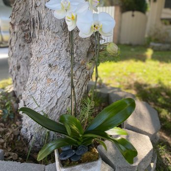 Rambling Rose Florist - Orchid - Florists Near Me Rambling Rose Florist - Orchid - Florists Near Me