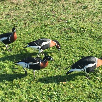 London Wetland Centre - Botanical Gardens Near Me - Barnes, XGL London Wetland Centre - Botanical Gardens Near Me - Barnes, XGL