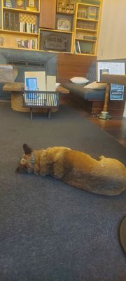 Commodore Hotel by null