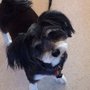 Pawfection Pet Salon