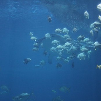 Georgia Aquarium - Aquariums Near Me - Atlanta, Georgia