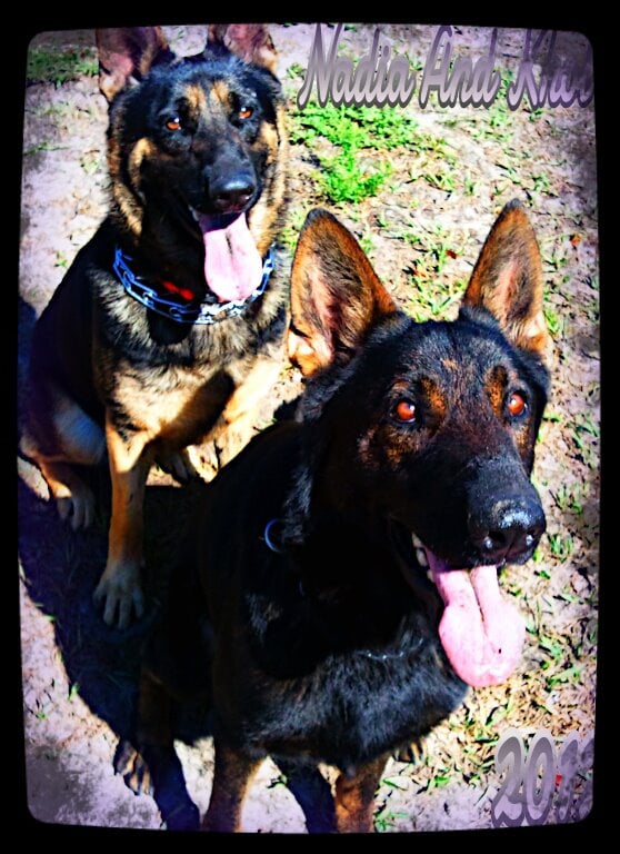 VOM CORA HAUS KENNELS 10 Photos 9505 N Argo Way, Citrus Springs