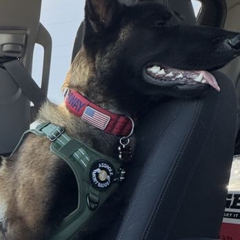 Thurman Veterinary Center - @FenwayMaligator ready for his first checkup and exam enjoying the AC before his 1:30PM appointment - Veterinarians Near Me - Bakersfield, California