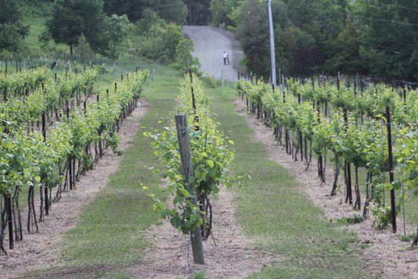 Usurious Wines by null