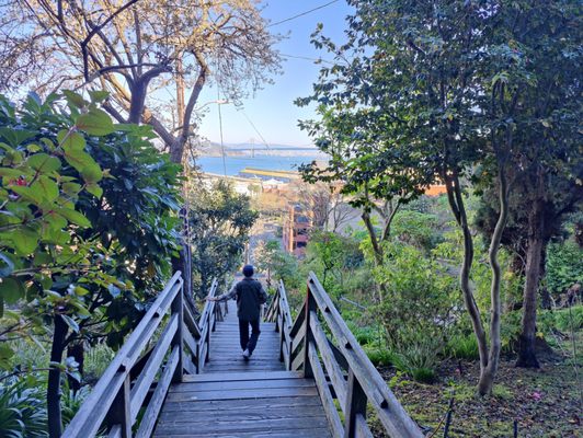 Filbert Steps by null