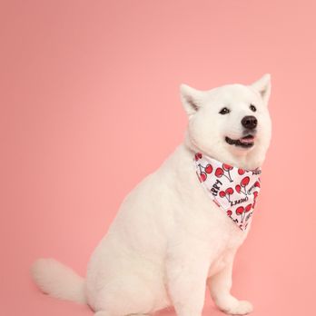 Fluff and Puff Dog Wash - Full body hair cut!! So around!! I love it!! - Pet Groomers Near Me - San Mateo, California Fluff and Puff Dog Wash - Full body hair cut!! So around!! I love it!! - Pet Groomers Near Me - San Mateo, California