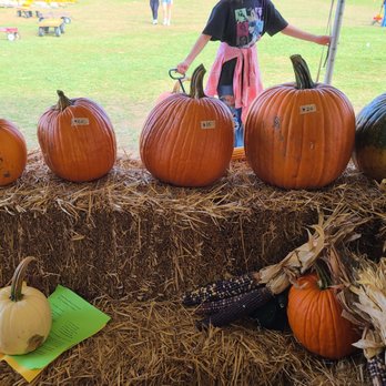 Y Worry Farm - Variety of pumpkins for sale. - Farmers Market Near Me - Davidsonville, Maryland Y Worry Farm - Variety of pumpkins for sale. - Farmers Market Near Me - Davidsonville, Maryland