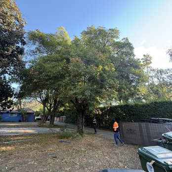 M&M Tree Service - Clean yard after trees are cut down and trees are trimmed - Tree Services Near Me - La Puente, California