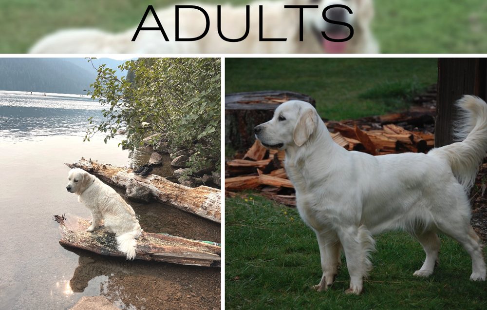 PNWGOLDENS Updated June 2024 12 Photos Vancouver, Washington